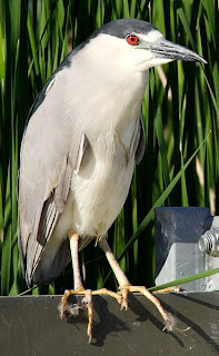 black crowned heron