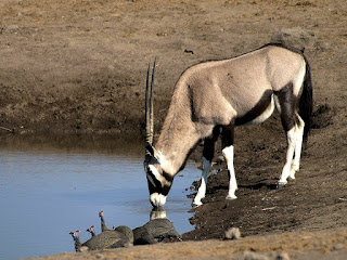 gemsbok is found in Uganda