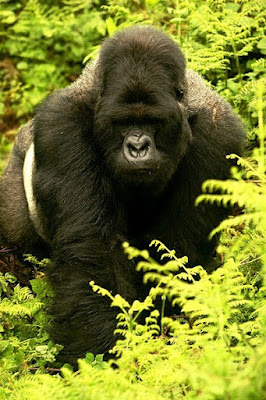 mountain gorilla found in Uganda