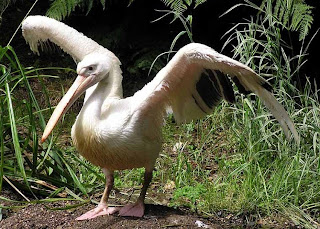 great white pelican