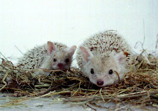 long eared hedgehog