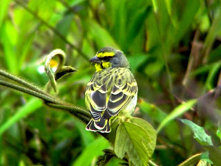 yellow fronted canary found in Guinea