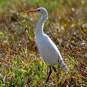 Intermediate egret are found in Lesotho