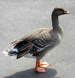 Bean goose are found in Portugal