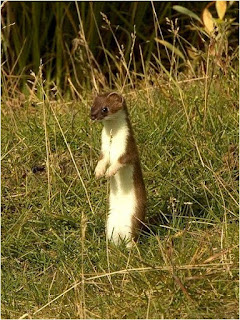 Stoat is found in Croatia