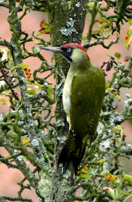 green woodpecker in Turkmenistan
