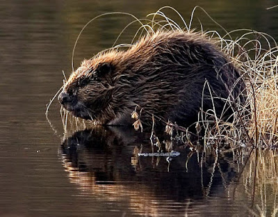 beaver