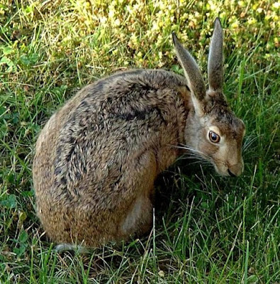 European hare