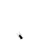 fly.gif