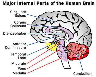 THE HUMAN BRAIN EVOLUTION OF HOMO SAPIENS SPECIES INTELLIGENT LIFE.