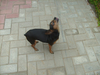 http://4.bp.blogspot.com/_vzrlnu76oJw/SglURSjDA3I/AAAAAAAABLE/YD3ySacUFPc/s320/S7303612.JPG