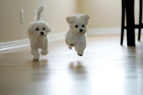 [adorable-puppies.jpg]