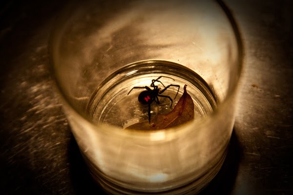 Black+shiny+spider