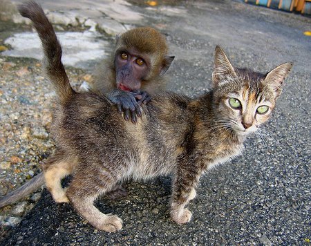 [monkeycat2.jpg]