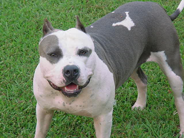 pitbull wallpaper