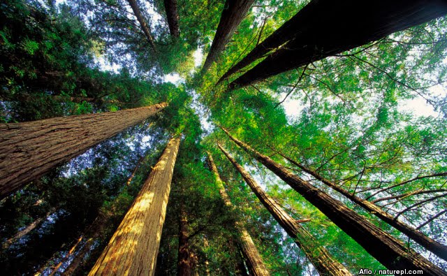 the deciduous forest biome Deciduous Forest Plants. the deciduous forest biome