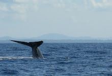 Blue Whale, Sri Lanka April 2009