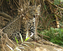 Jaguar, The Pantanal Oct 2008