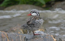 Torrent Duck, Ecuador Nov 2009