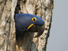 Hyacinth Macaw, The Pantanal Oct 2008