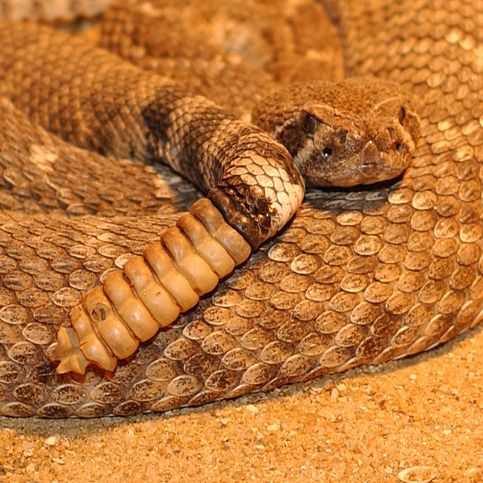 [Rattlesnake.JPG]