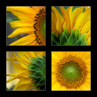 sunflower frame image