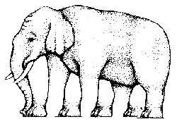 optical illusion elephant legs picture photo image