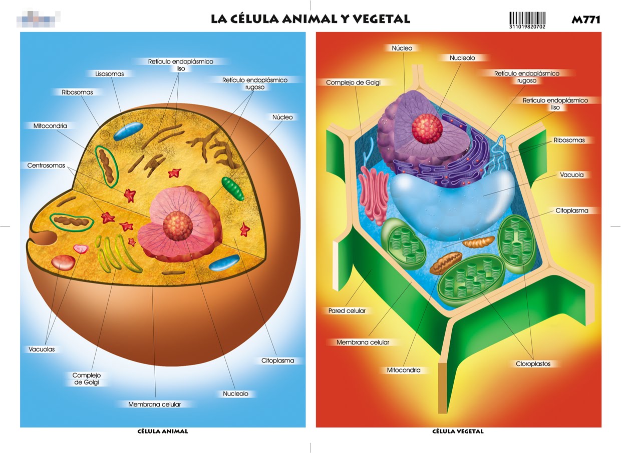 2. Célula animal y célula vegetal - La célula