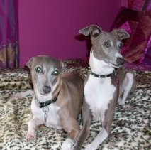 [greyhounds.JPG]