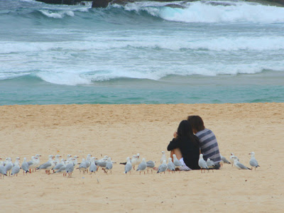 birdfeeders birdfeeders Bondi Beach birdfeeders