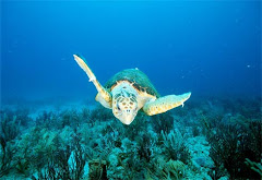 loggerhead turtle