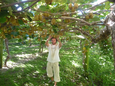 Aquí estoy yo otra vez en la "endedadera" donde se recogen los kiwis