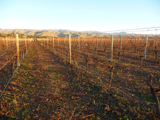Y más y más viñedos