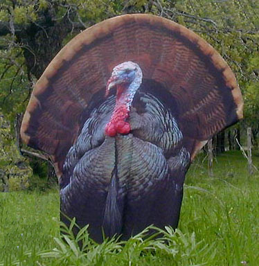 Turkey_Tom_1.jpg