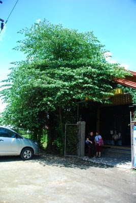 Jamaican Cherry Tree