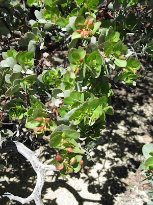 Manzanita Leaves