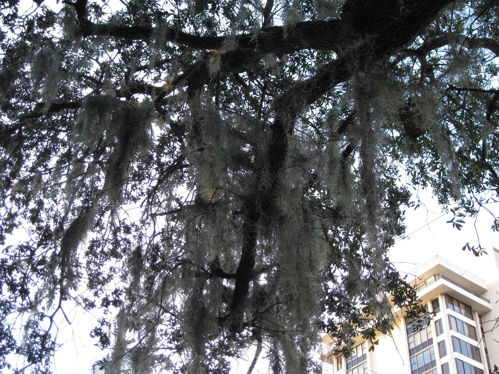 The Daily Apple Apple 421 Spanish Moss
