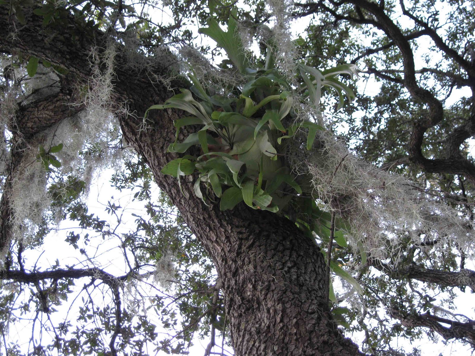 The Daily Apple November 2009