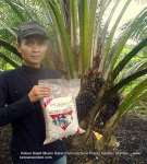 Pupuk Tablet Gramalet® Sawit