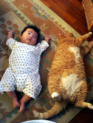 Fotografije malih i velikih mačaka Cat+and+baby