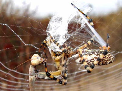 image of a praying mantis