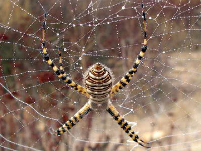 spider