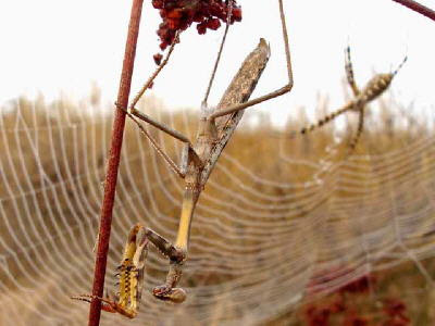 praying mantis