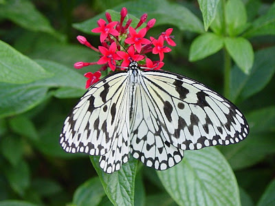 picture of a butterfly