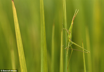 picture of locust