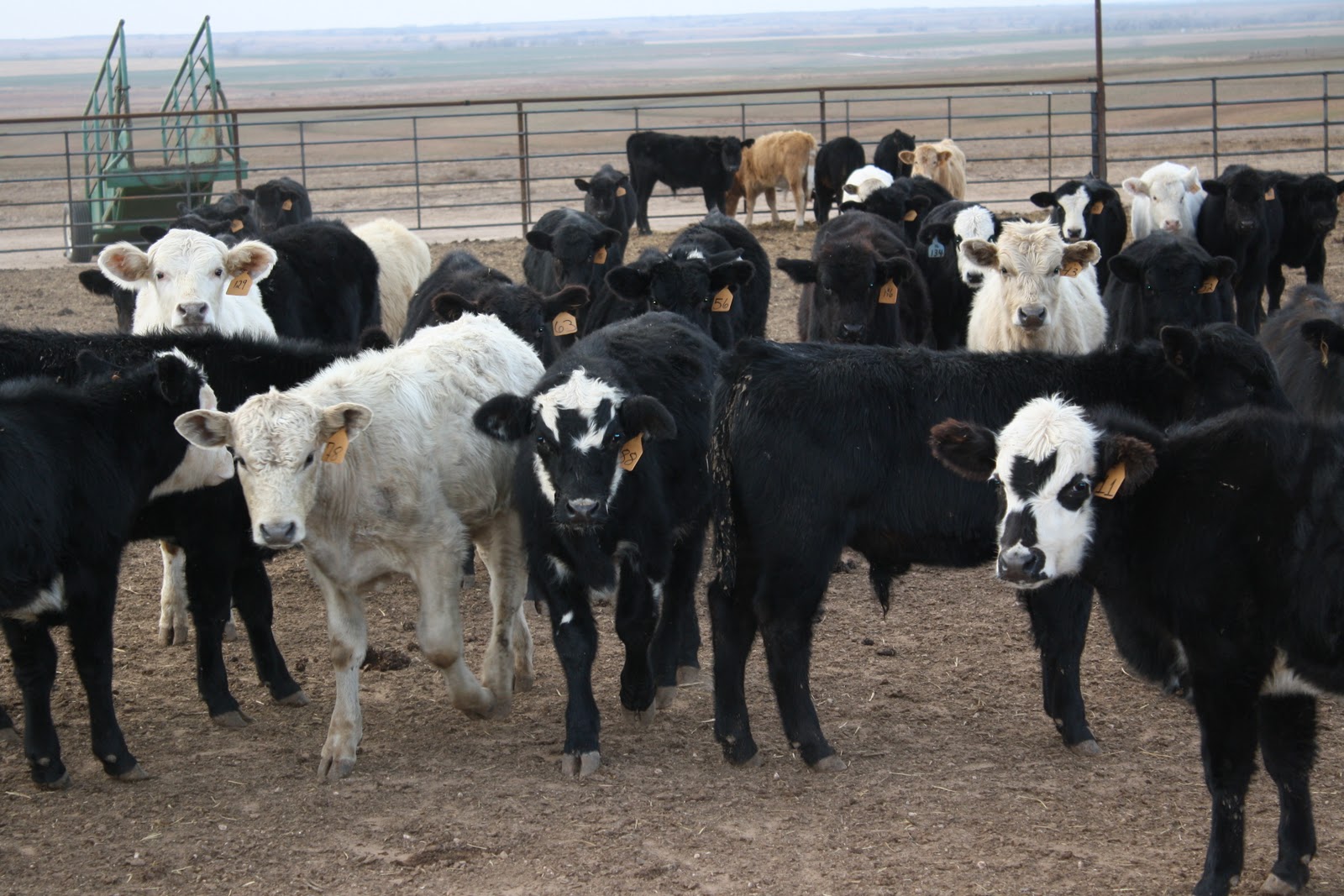 Five F Enterprises Stocker Cattle for Sale
