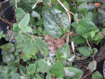 bikini scene photos hairy leaf honeysuckle