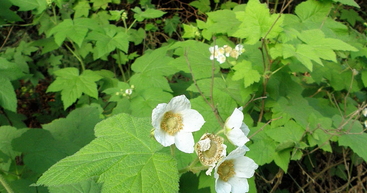 Thimbleberry from seed to gardenworthy shrub