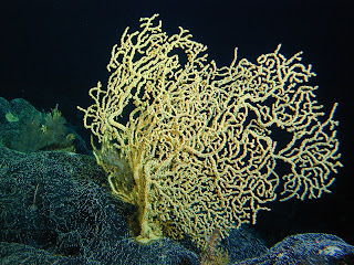 Coral Dourado