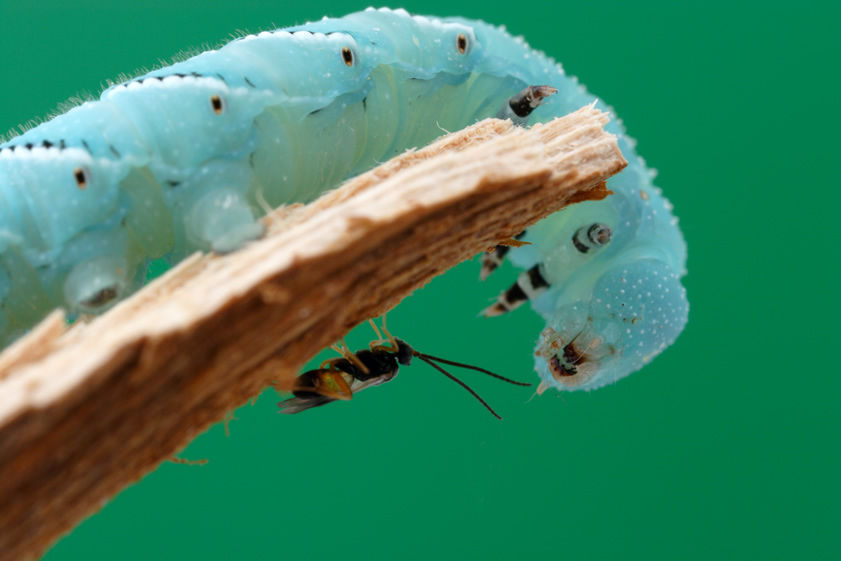 [virus_avispa_oruga.jpg]